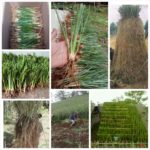 Spesialis Pemasangan Rumput Vetiver / Tanaman Penahan Longsor untuk Tanah Tebing Pekanbaru