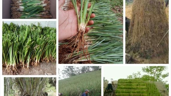 Jasa Pemasangan Rumput Vetiver di Pekanbaru